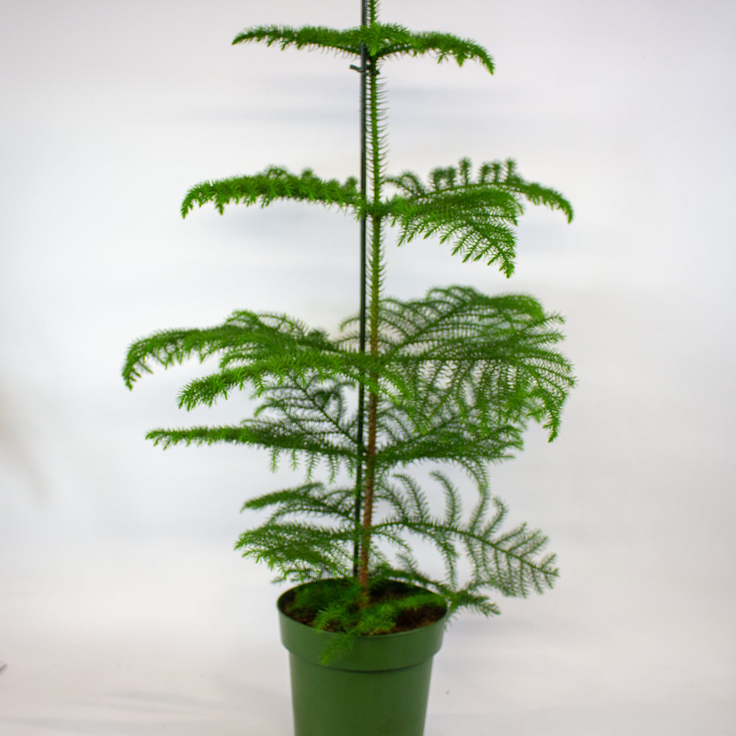 Araucaria heterophylla -  Norfolk Island pine 21cm H80cm