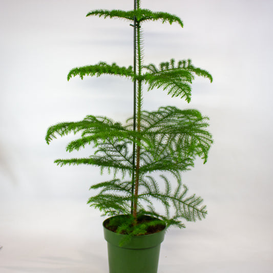 Araucaria heterophylla 'Norfolk Island Pine' 21cm H80cm