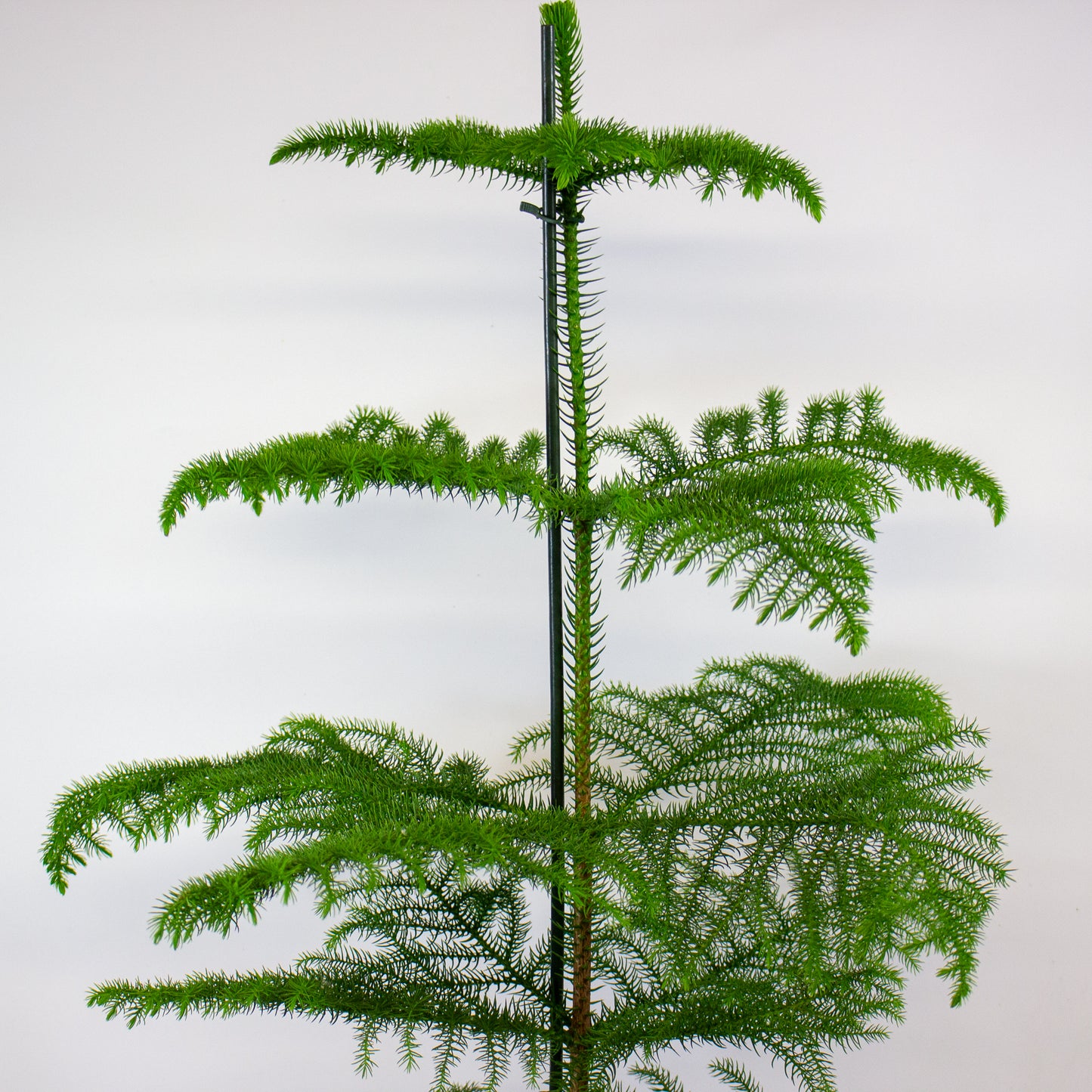 Araucaria heterophylla -  Norfolk Island pine 21cm H80cm