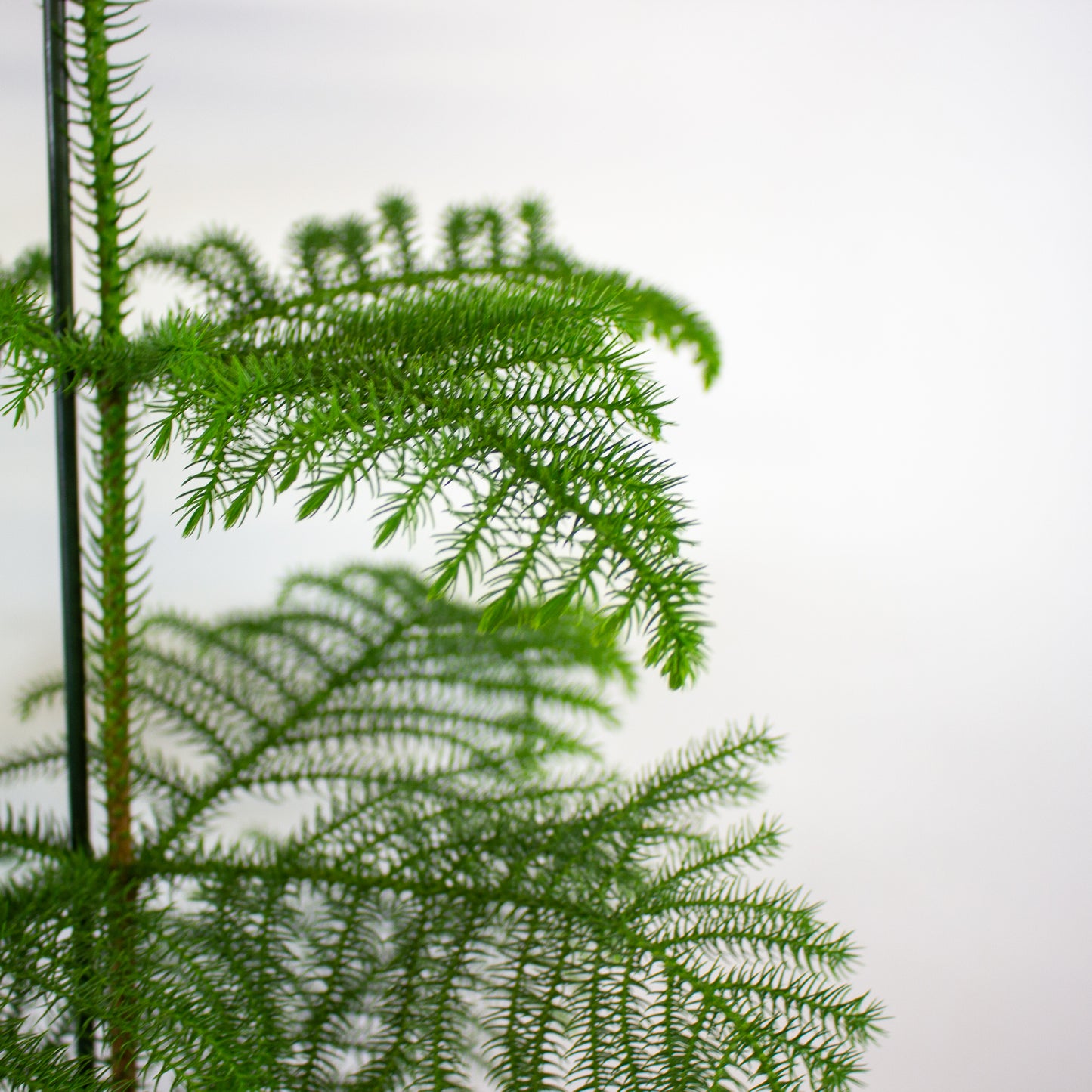 Araucaria heterophylla -  Norfolk Island pine 21cm H80cm