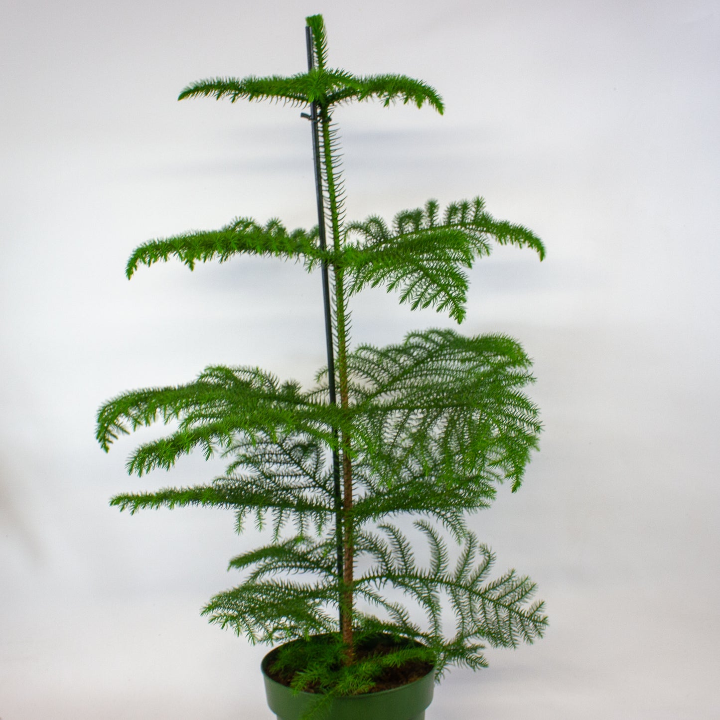 Araucaria heterophylla -  Norfolk Island pine 21cm H80cm