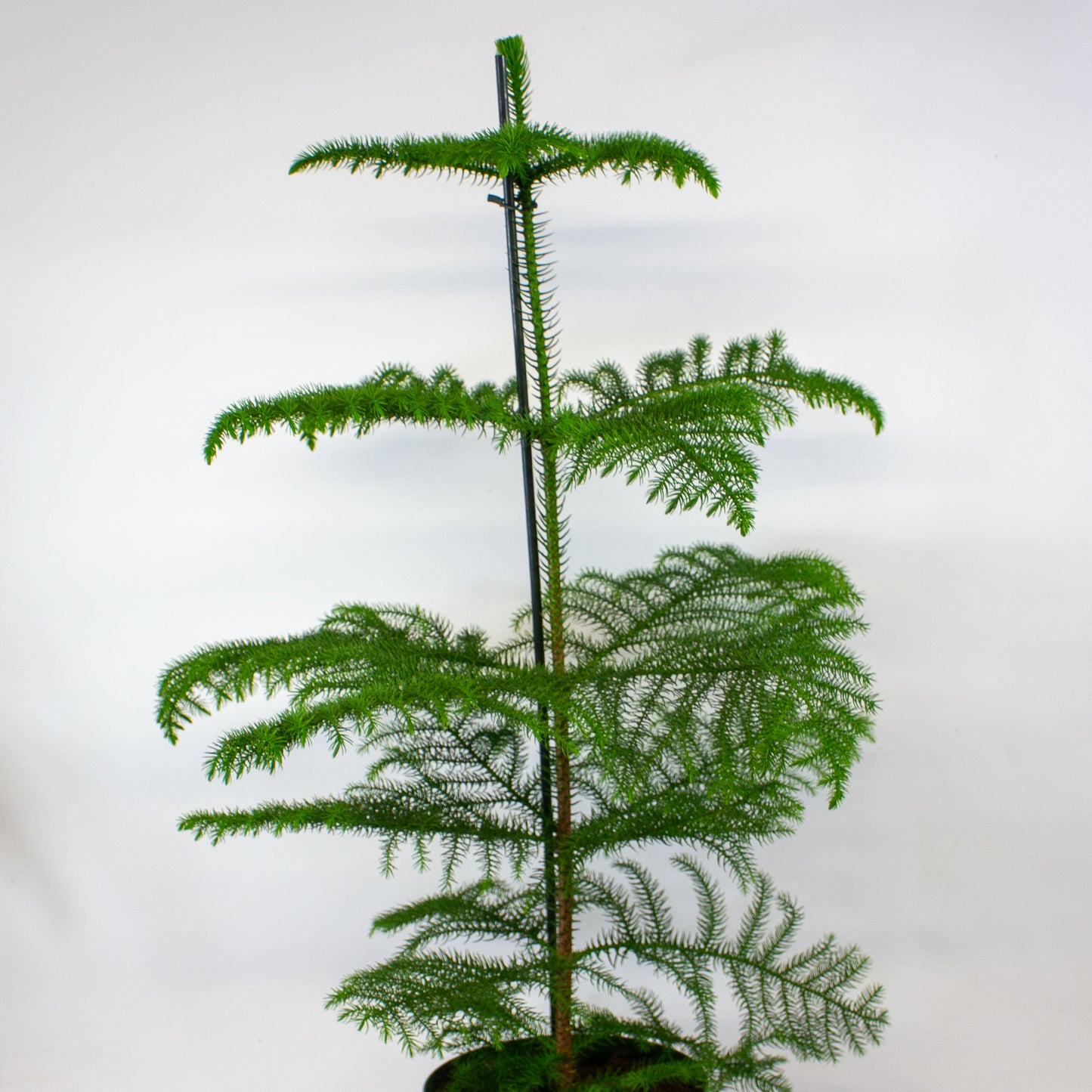 Araucaria heterophylla -  Norfolk Island pine 21cm H80cm
