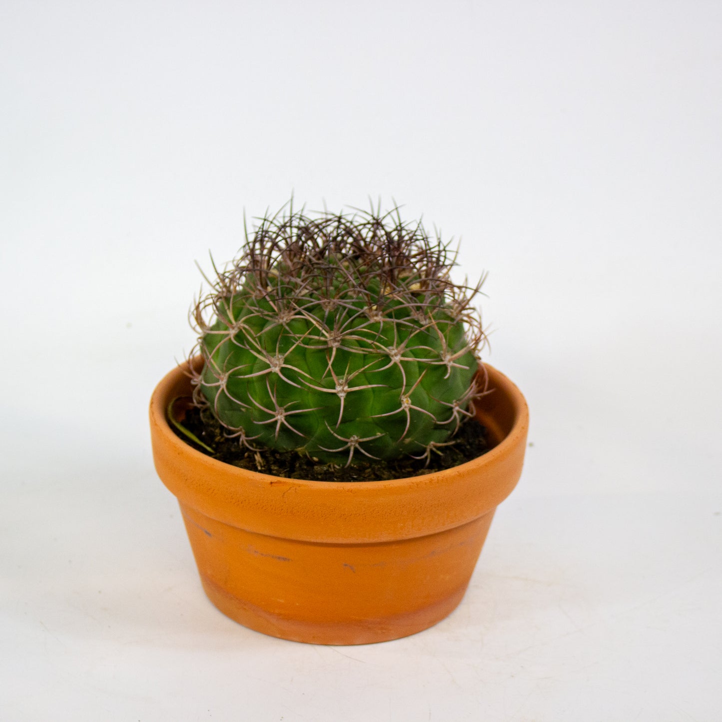 Bolcactus Choose 1 from selection 17cm H22cm