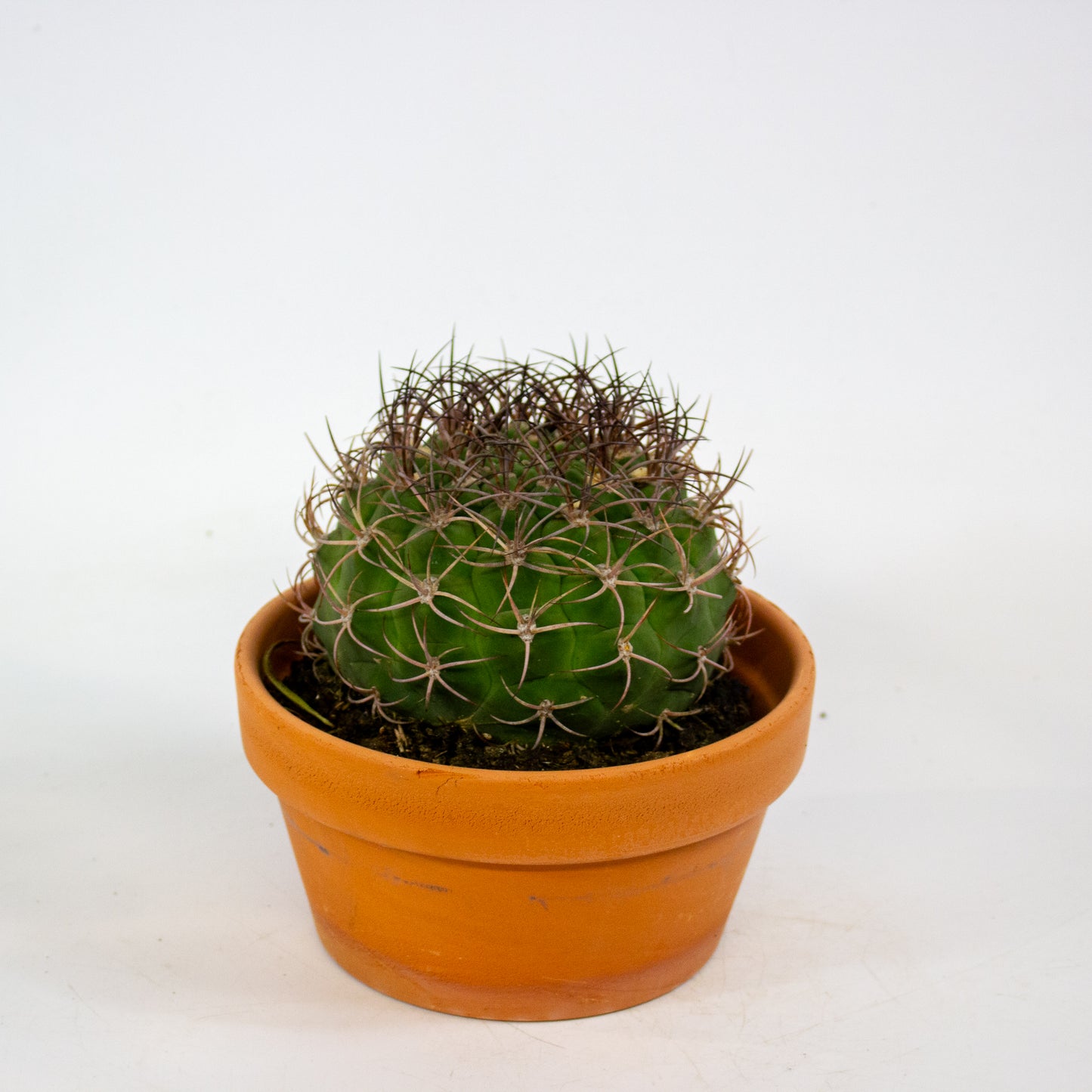 Bolcactus Choose 1 from selection 17cm H22cm