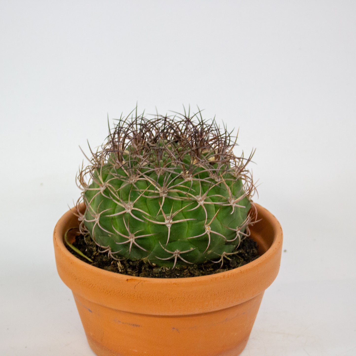 Bolcactus Choose 1 from selection 17cm H22cm