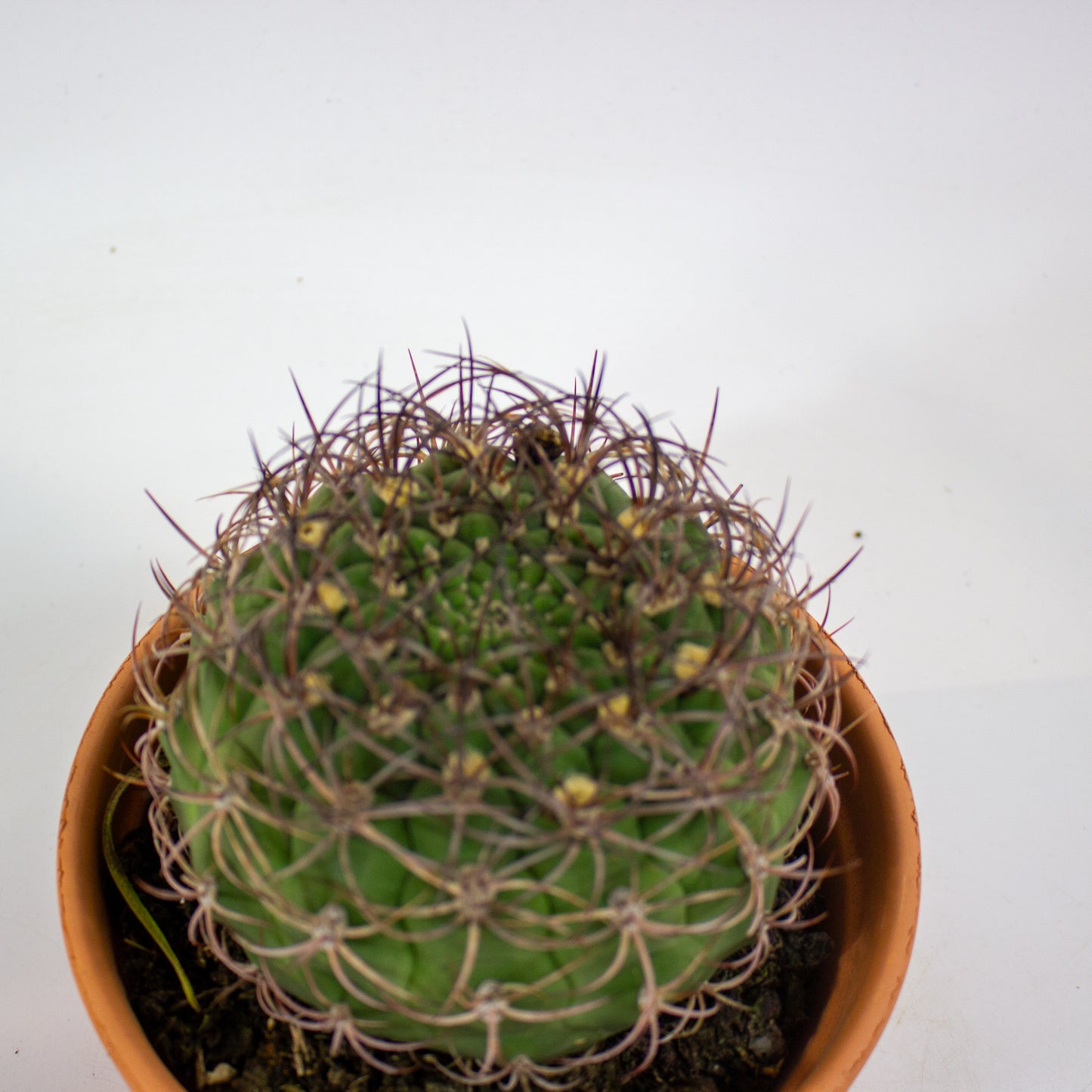 Bolcactus Choose 1 from selection 17cm H22cm