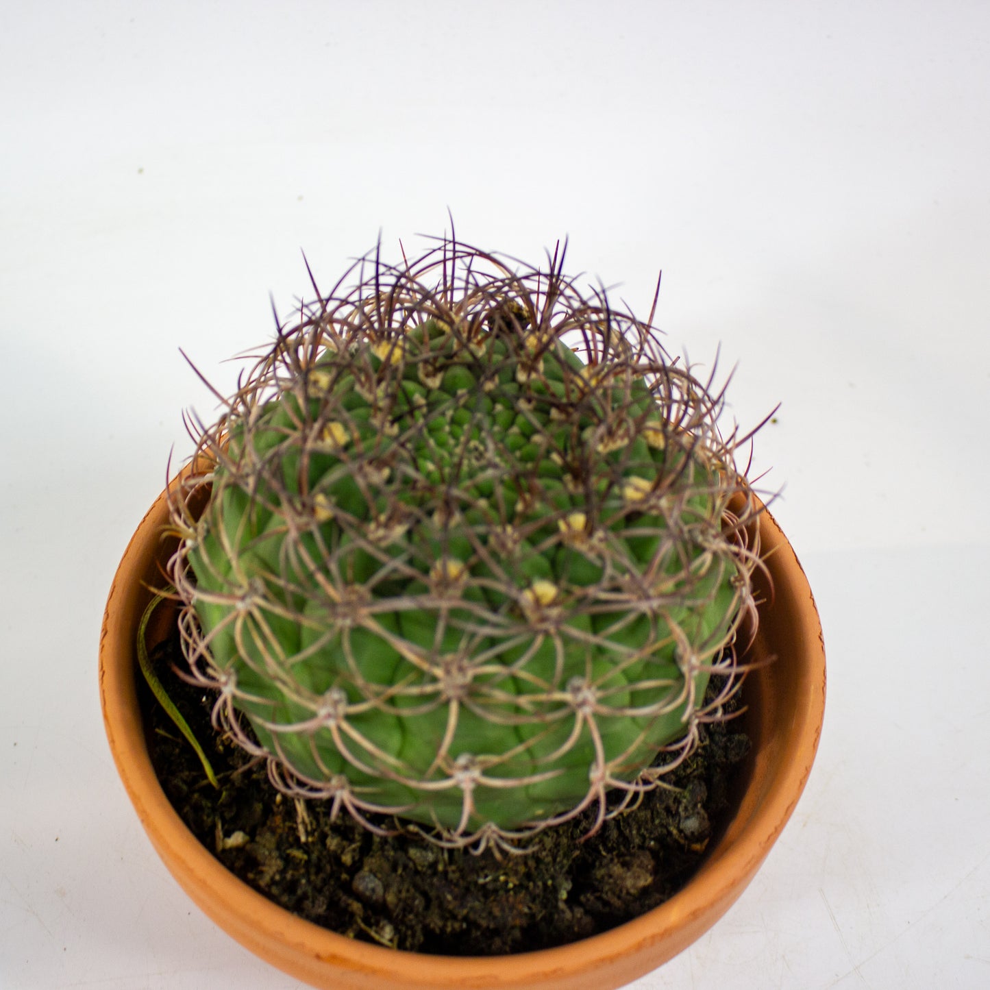 Bolcactus Choose 1 from selection 17cm H22cm