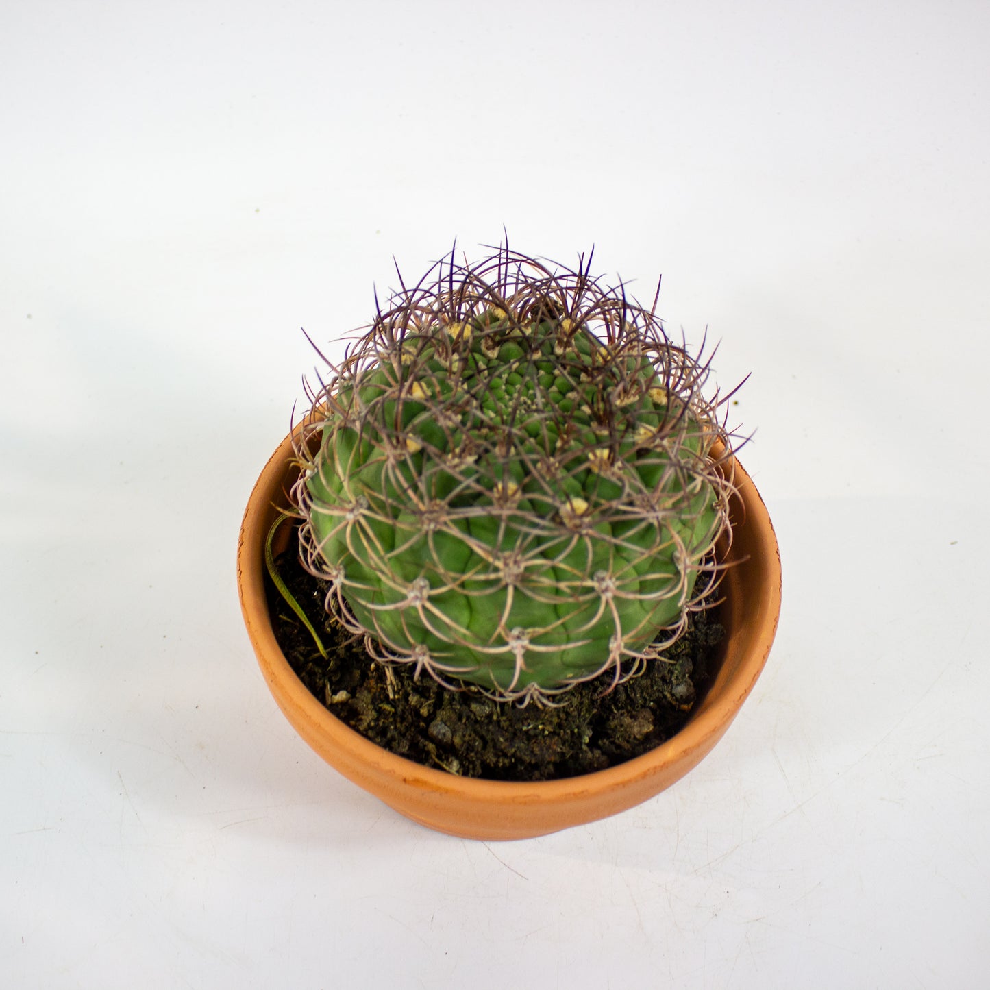Bolcactus Choose 1 from selection 17cm H22cm
