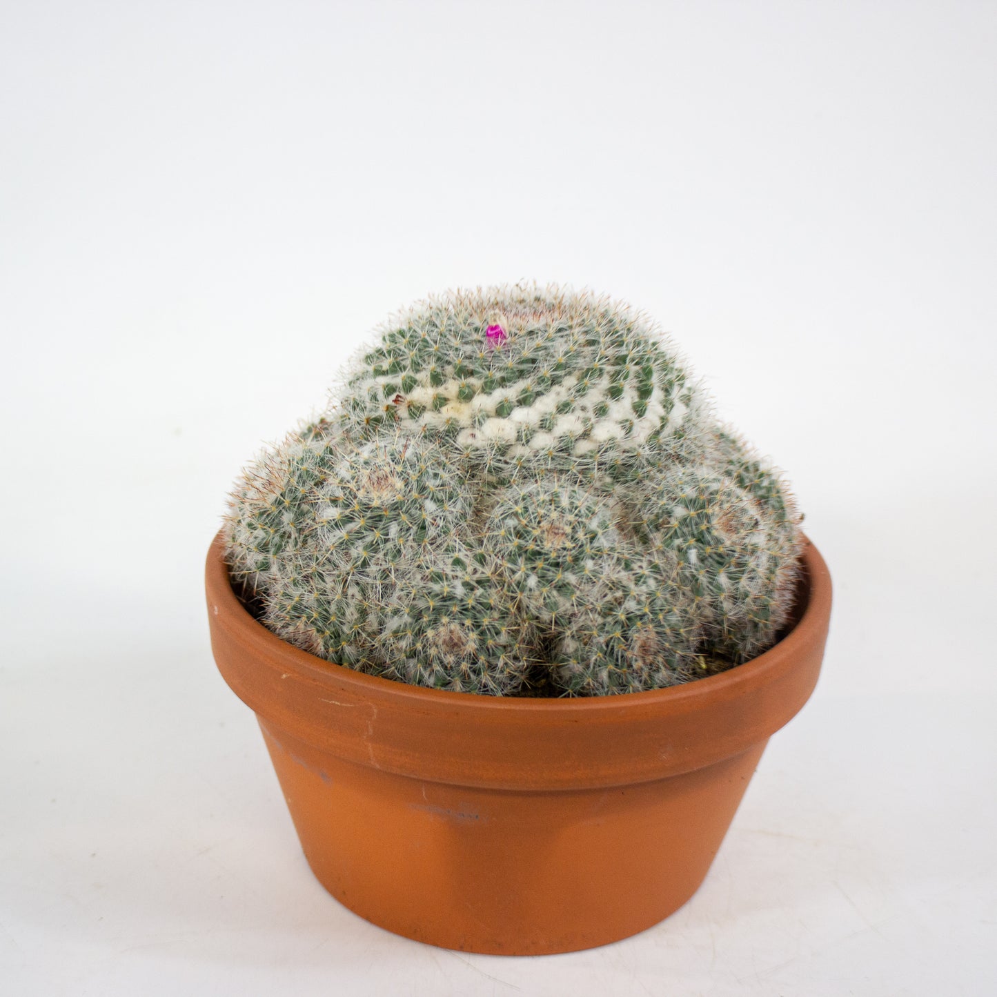 Bolcactus Choose 1 from selection 17cm H22cm