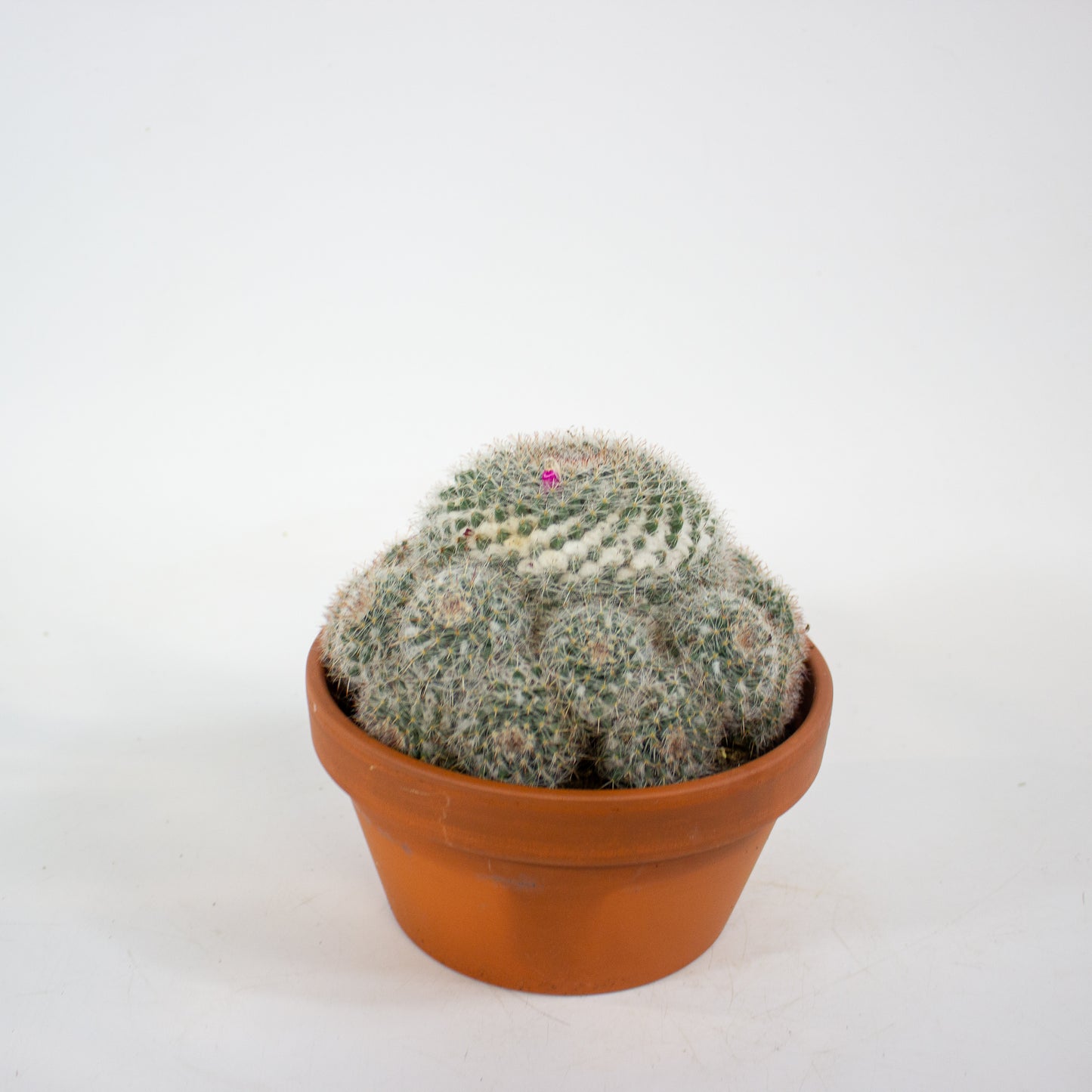 Bolcactus Choose 1 from selection 17cm H22cm