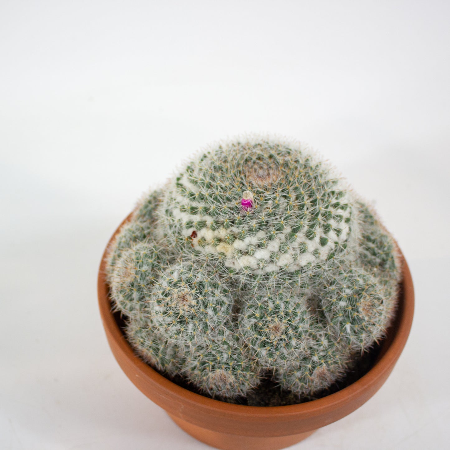 Bolcactus Choose 1 from selection 17cm H22cm