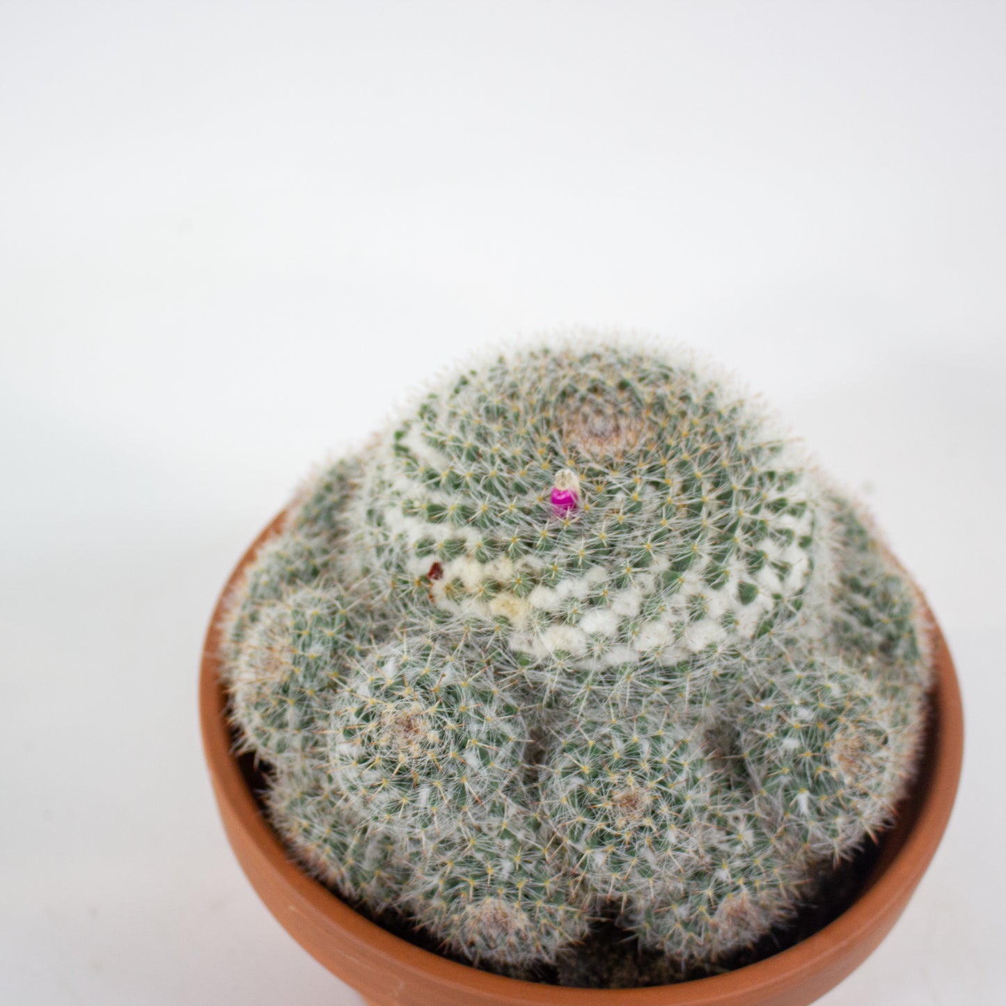Bolcactus Choose 1 from selection 17cm H22cm