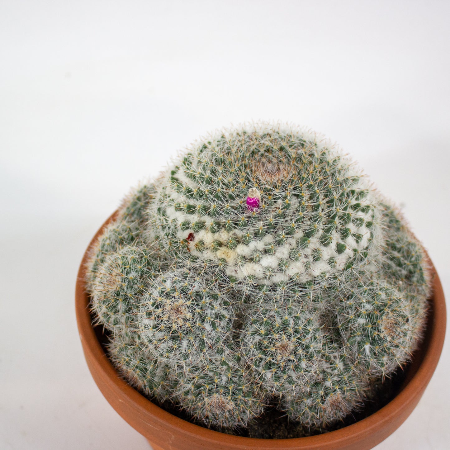 Bolcactus Choose 1 from selection 17cm H22cm