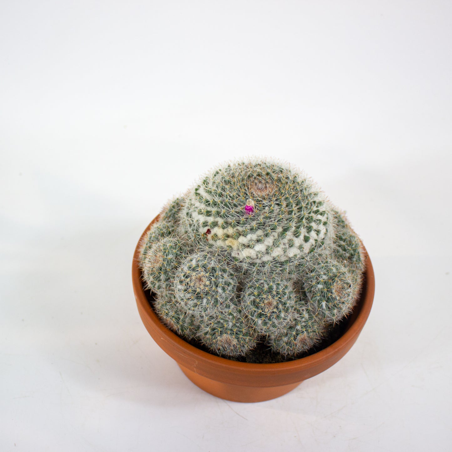 Bolcactus Choose 1 from selection 17cm H22cm