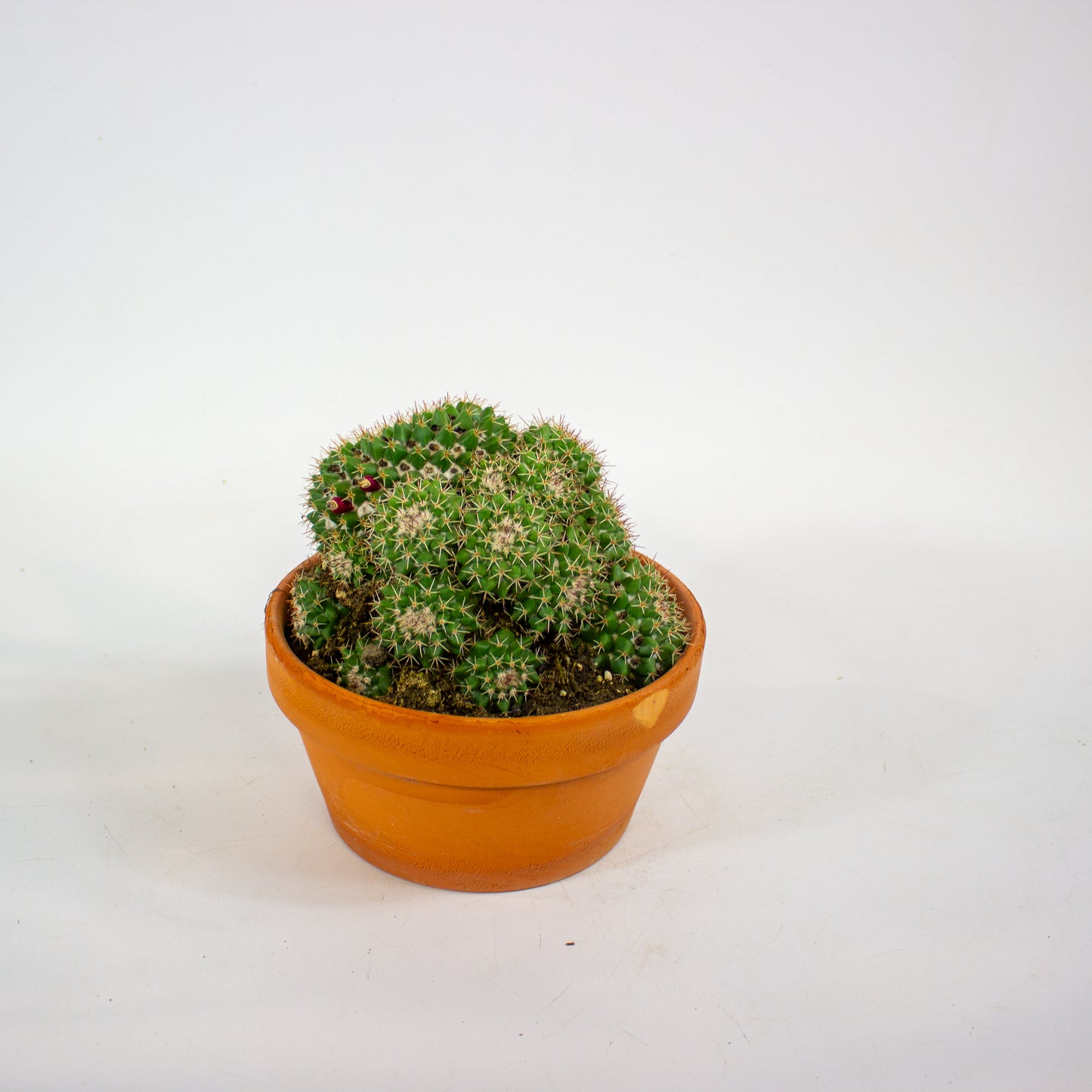 Bolcactus Choose 1 from selection 17cm H22cm