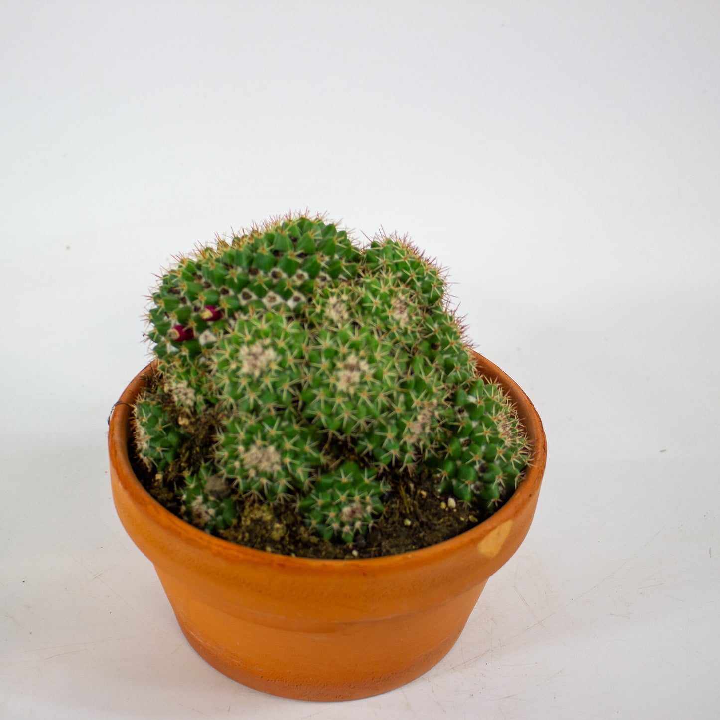 Bolcactus Choose 1 from selection 17cm H22cm