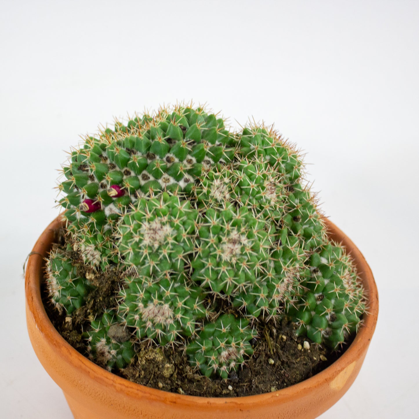 Bolcactus Choose 1 from selection 17cm H22cm
