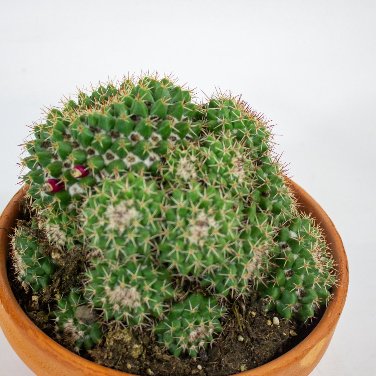 Bolcactus Choose 1 from selection 17cm H22cm