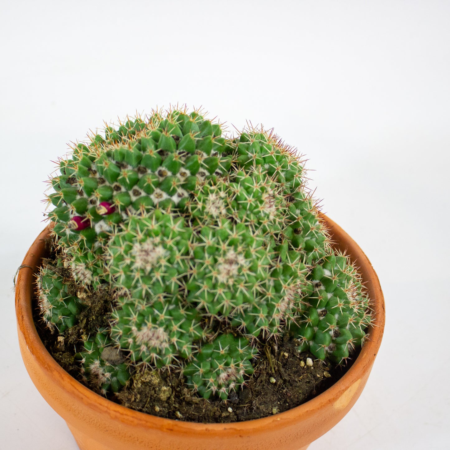 Bolcactus Choose 1 from selection 17cm H22cm