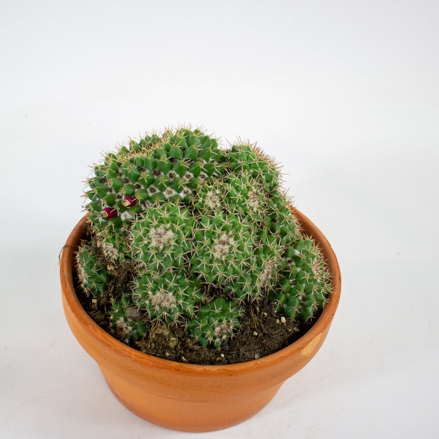 Bolcactus Choose 1 from selection 17cm H22cm
