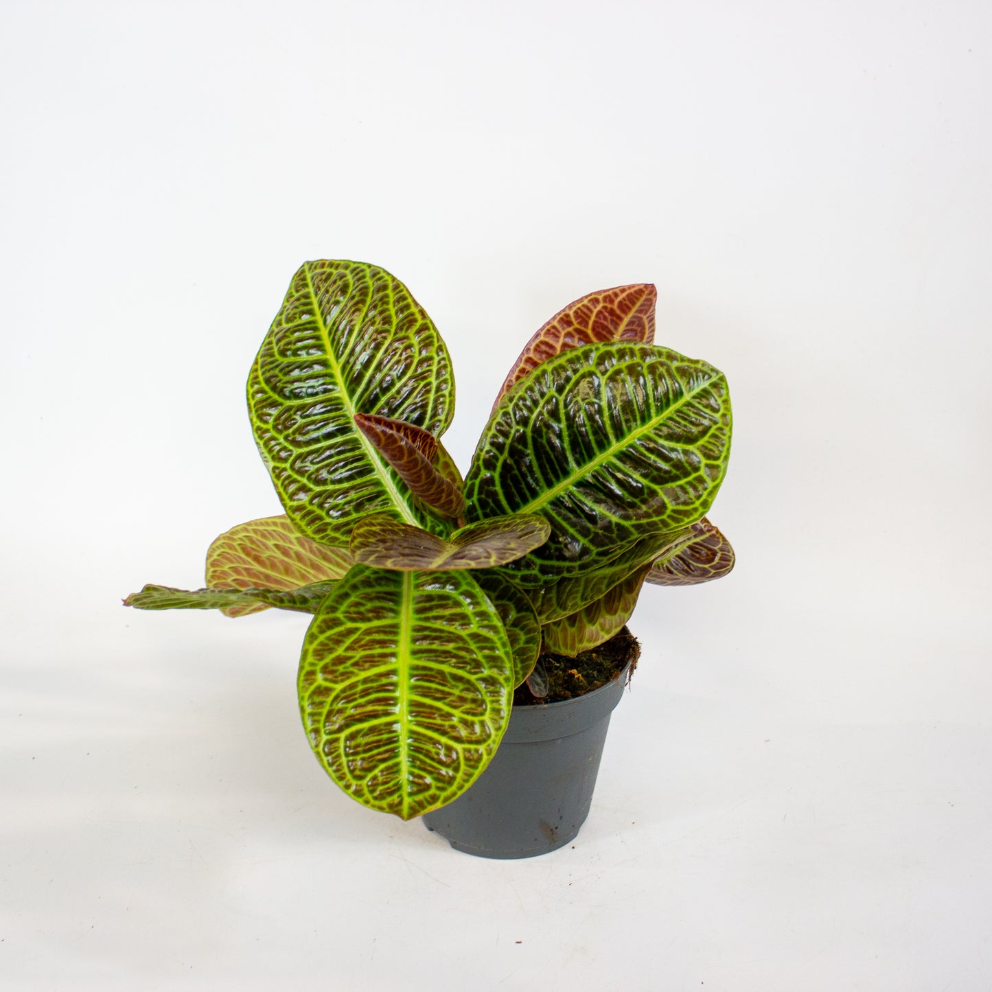 Labisia Obtusifolia Zebra 13cm H32cm