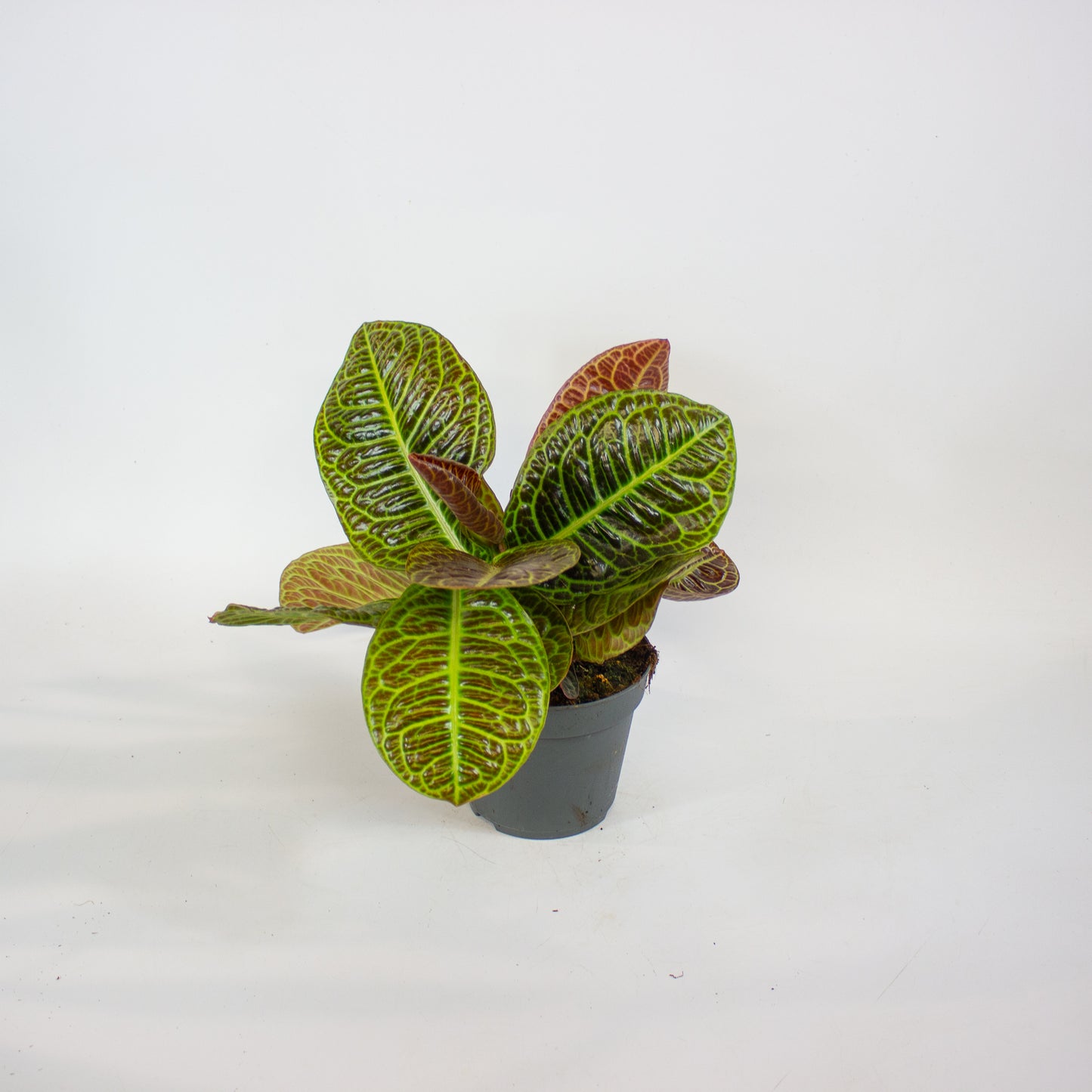 Labisia Obtusifolia Zebra 13cm H32cm