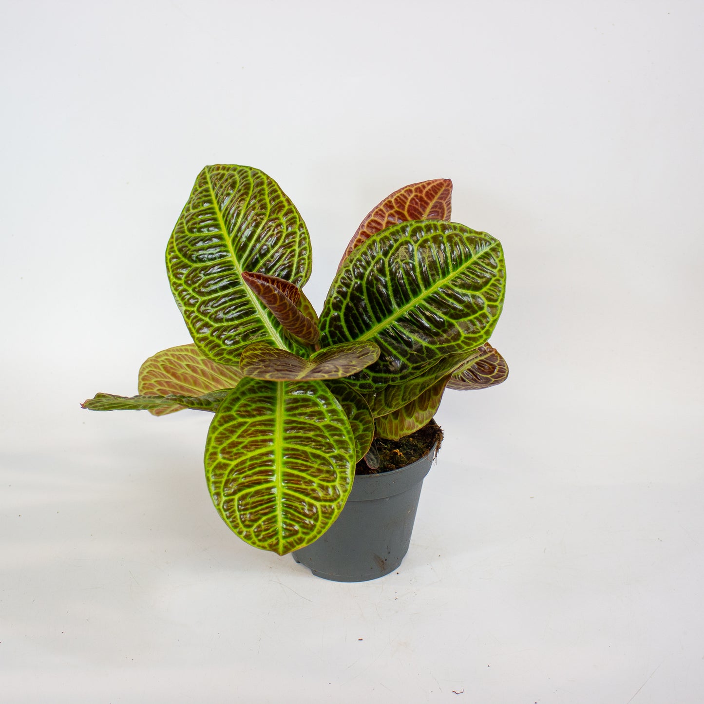Labisia Obtusifolia Zebra 13cm H32cm