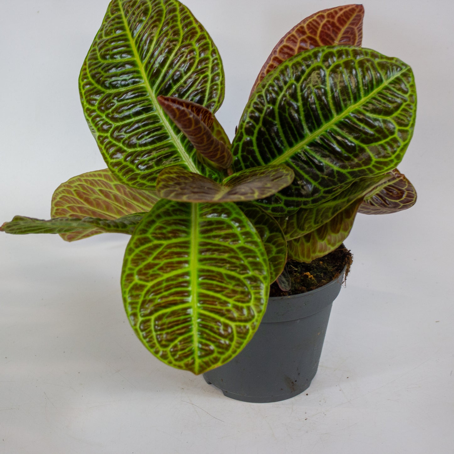 Labisia Obtusifolia Zebra 13cm H32cm