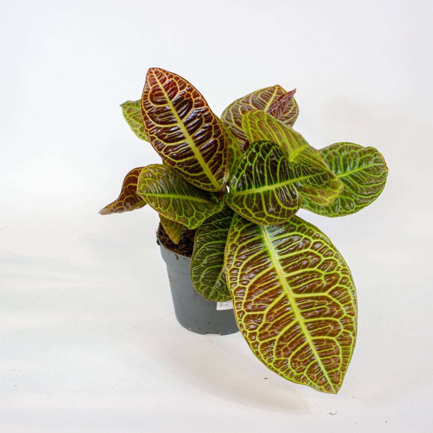 Labisia Obtusifolia Zebra 13cm H32cm