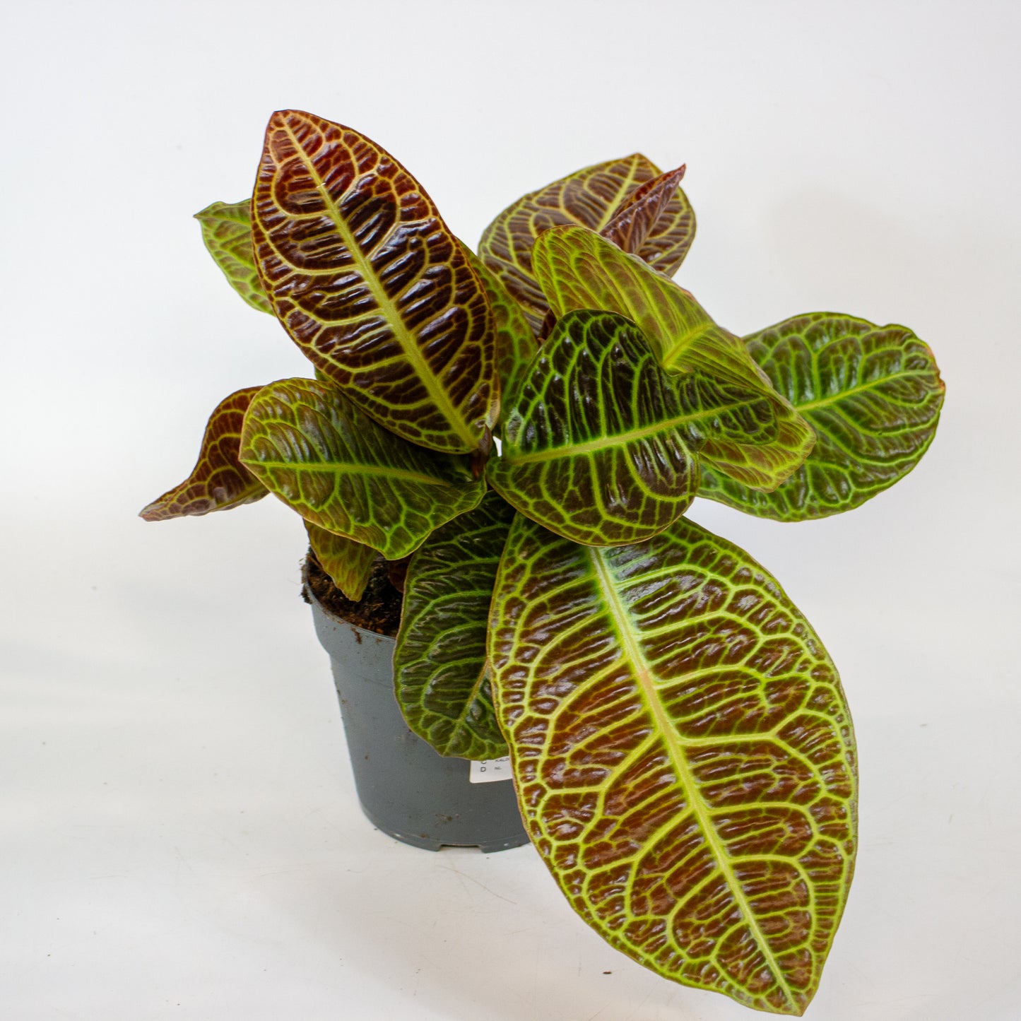 Labisia Obtusifolia Zebra 13cm H32cm