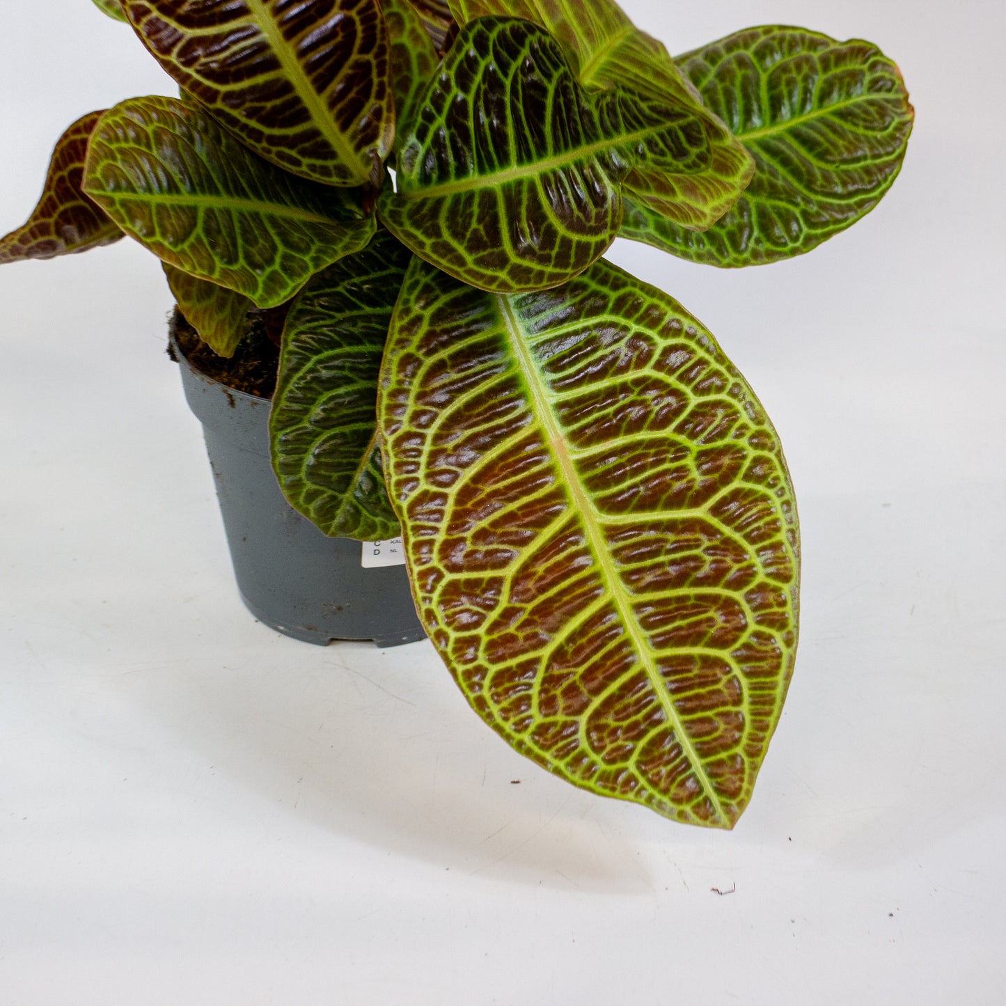 Labisia Obtusifolia Zebra 13cm H32cm