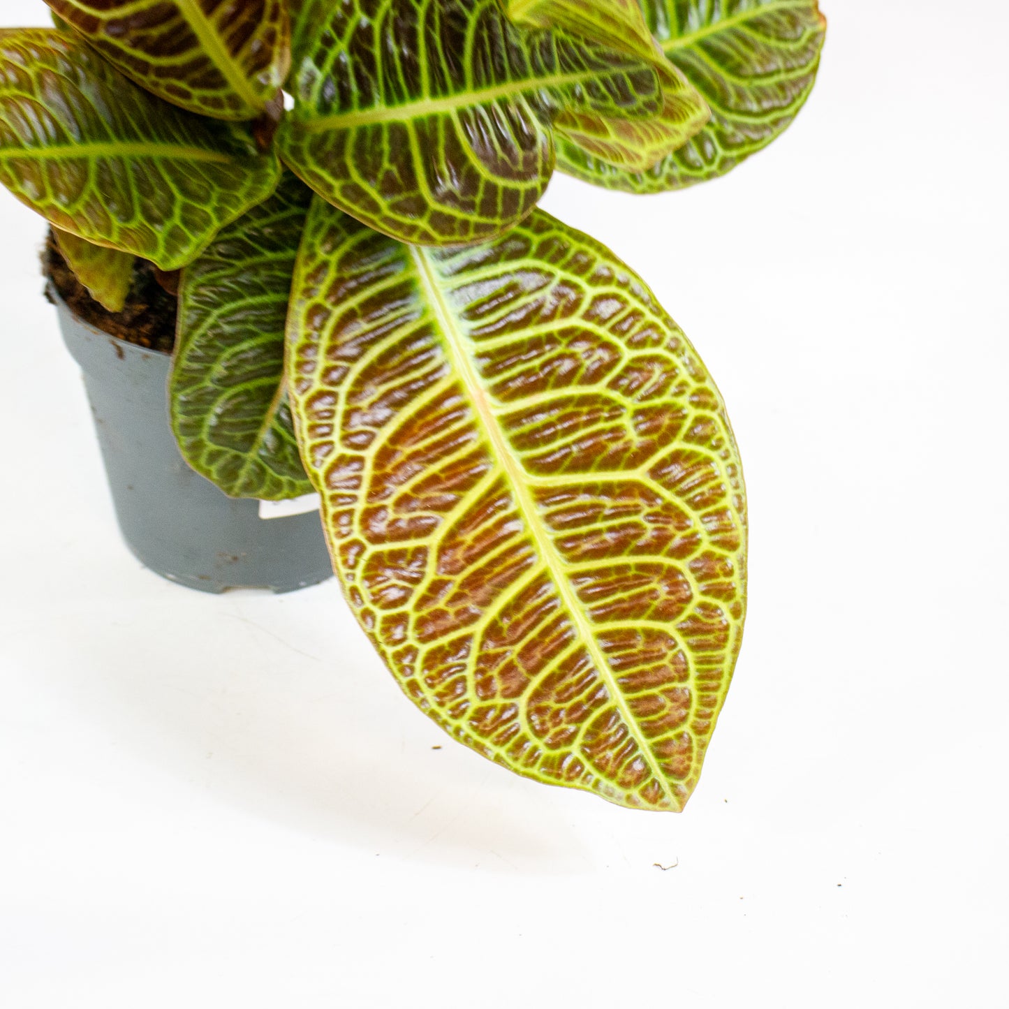 Labisia Obtusifolia Zebra 13cm H32cm