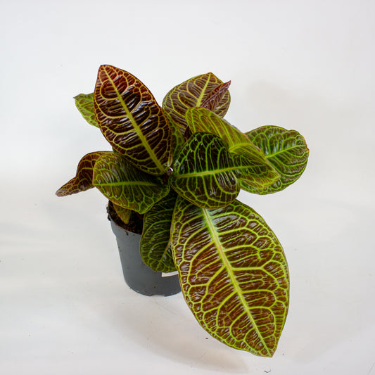 Labisia Obtusifolia Zebra 13cm H32cm