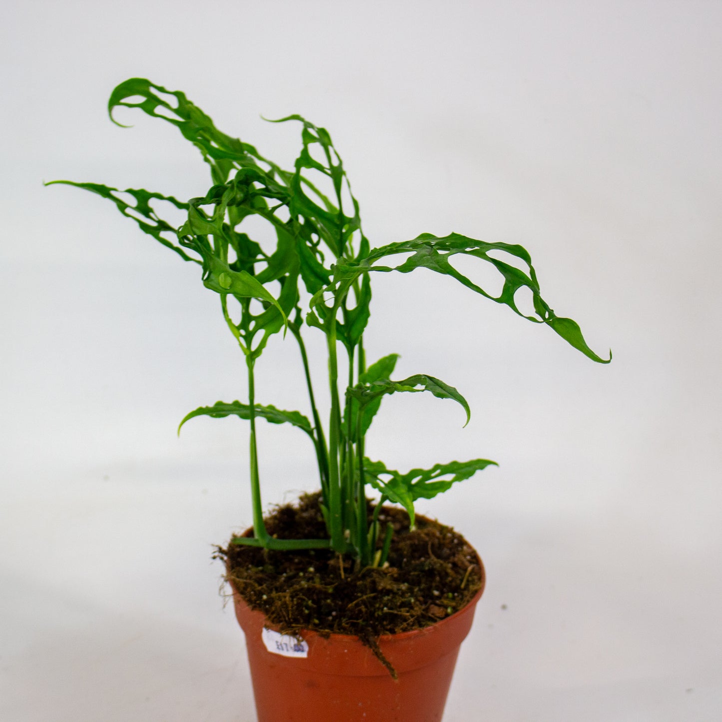 Monstera Obliqua Peru 12cm H35cm
