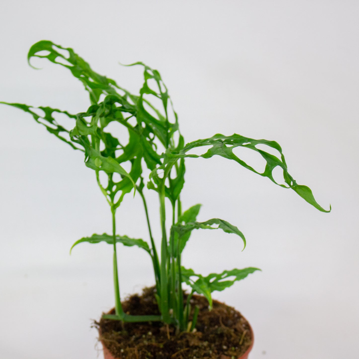 Monstera Obliqua Peru 12cm H35cm
