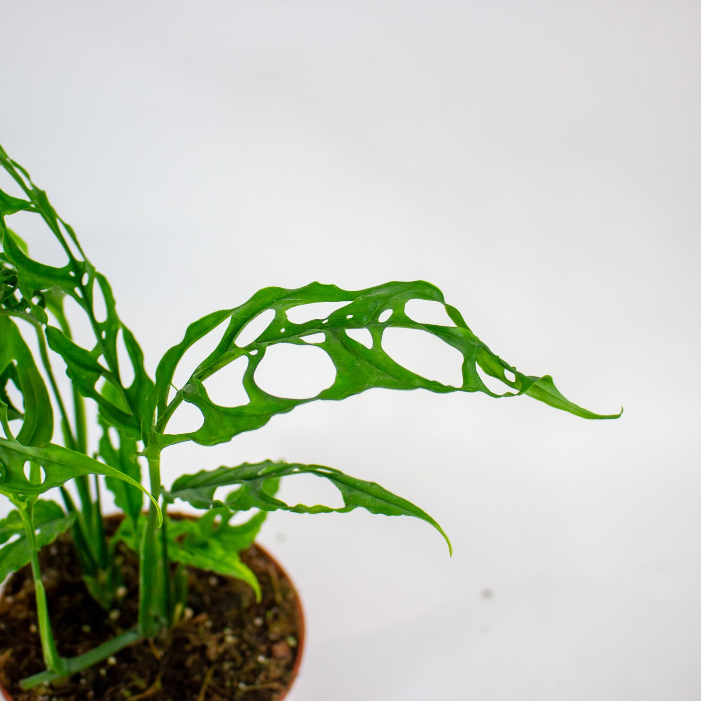 Monstera Obliqua Peru 12cm H35cm