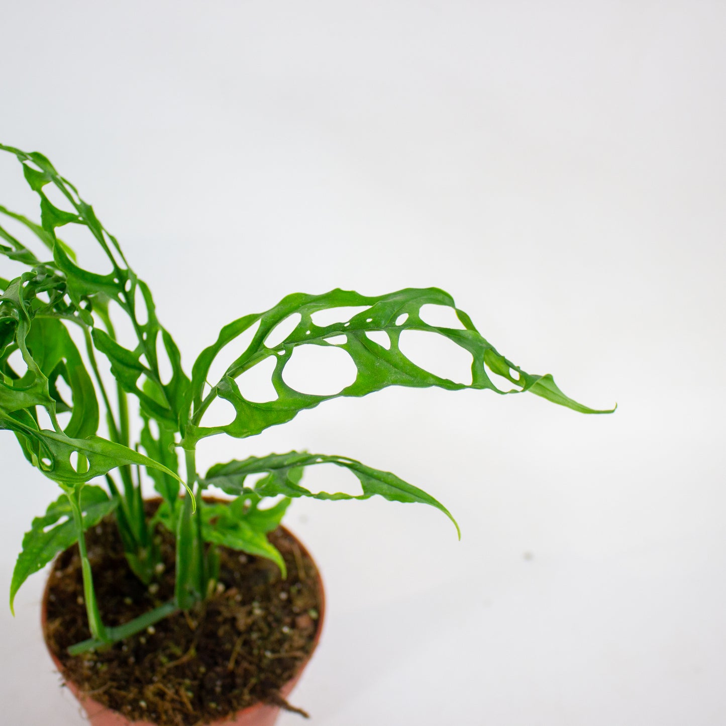 Monstera Obliqua Peru 12cm H35cm