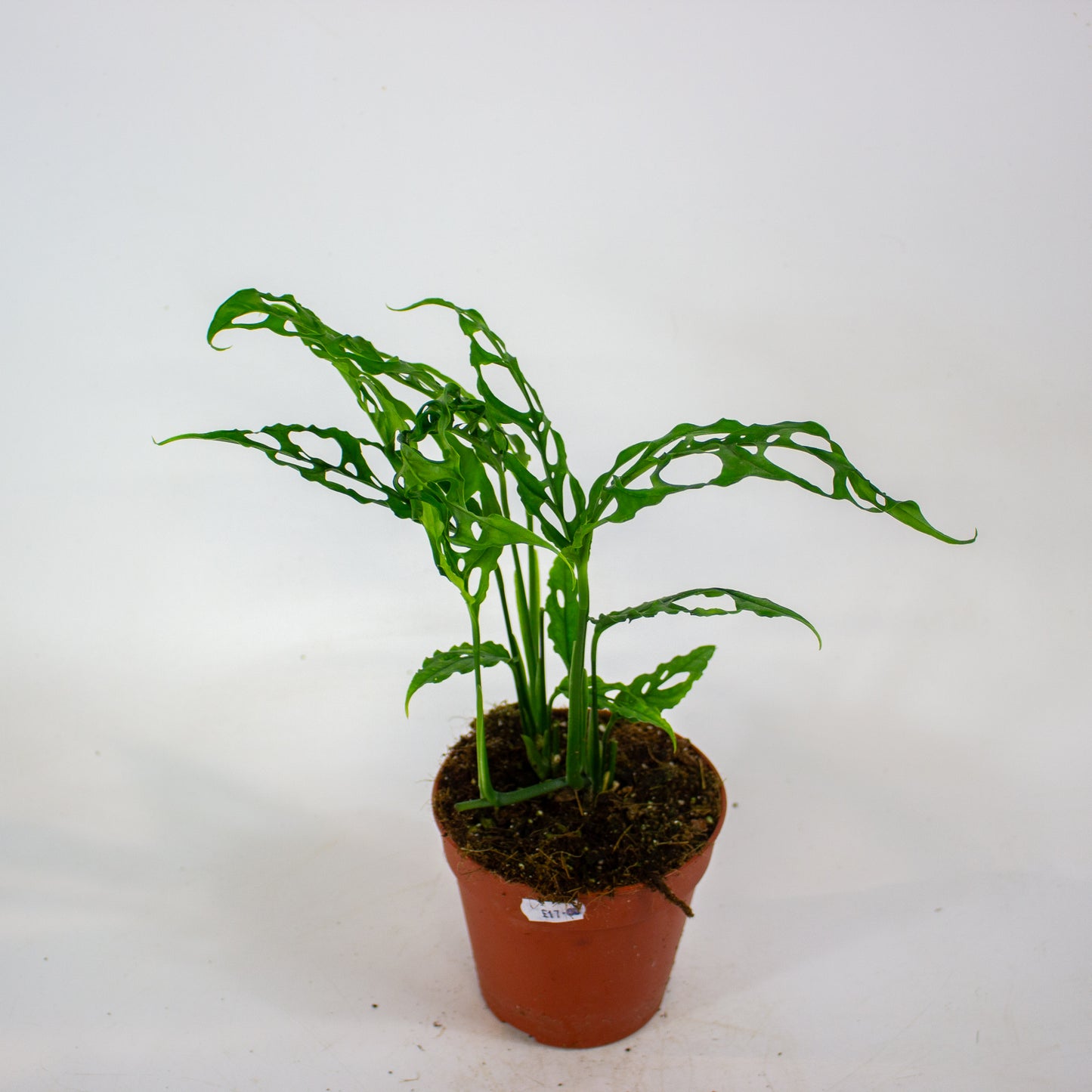 Monstera Obliqua Peru 12cm H35cm
