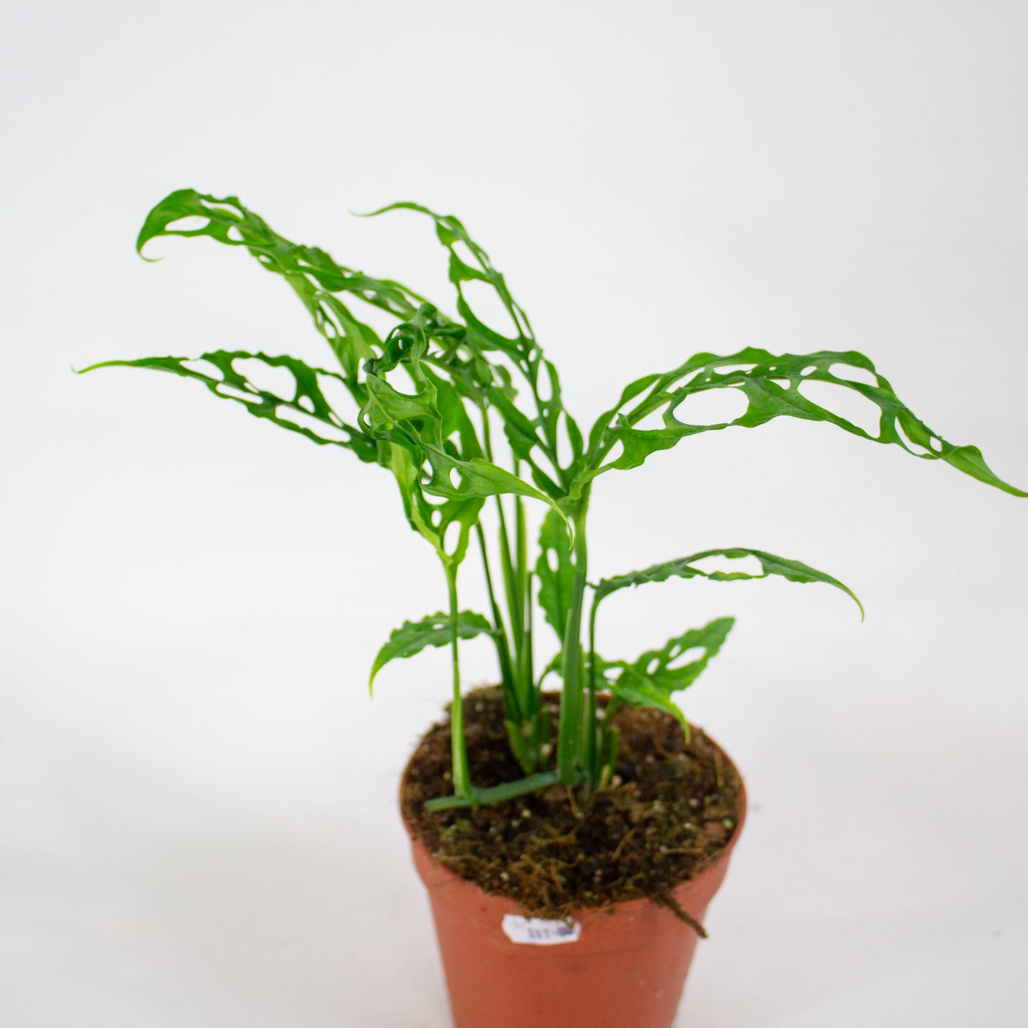 Monstera Obliqua Peru 12cm H35cm
