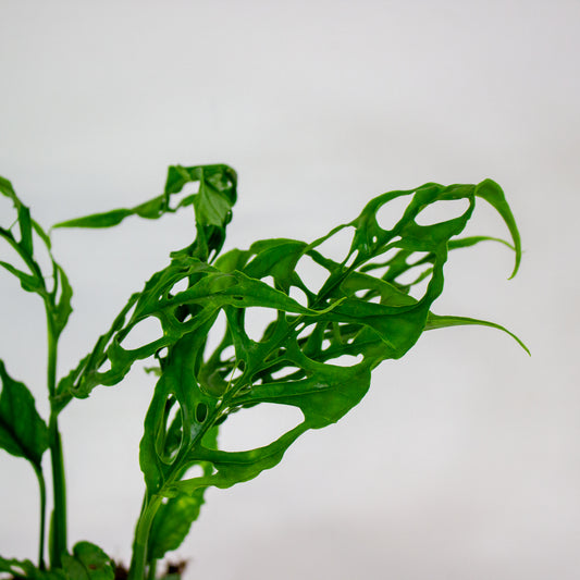 Monstera Obliqua Peru 12cm H35cm