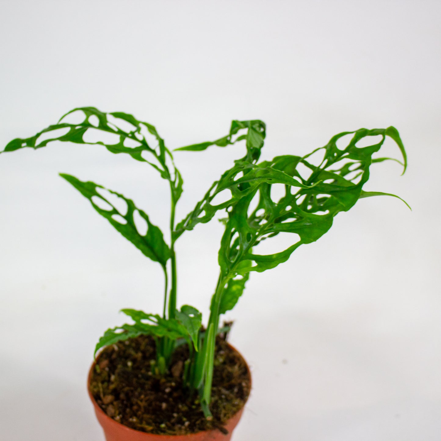 Monstera Obliqua Peru 12cm H35cm