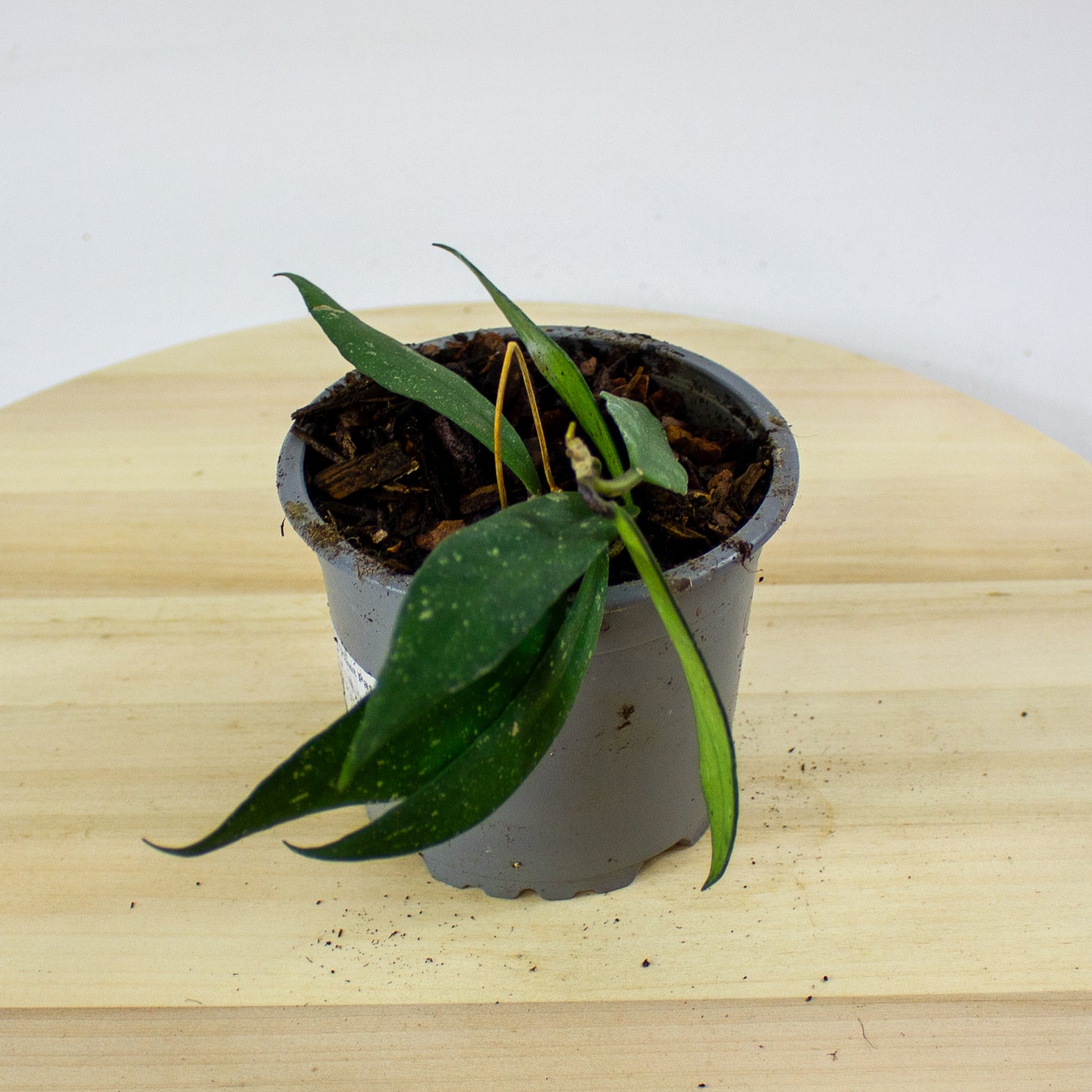 Hoya scortechinii (UT001 sp. Pink fl.) 12cm H10cm