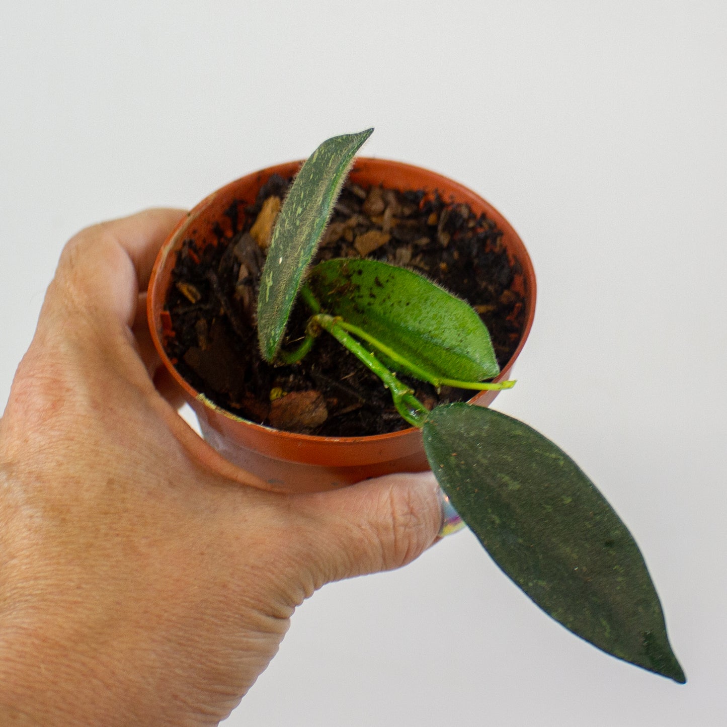 Hoya Thomsonii 12cm H10cm