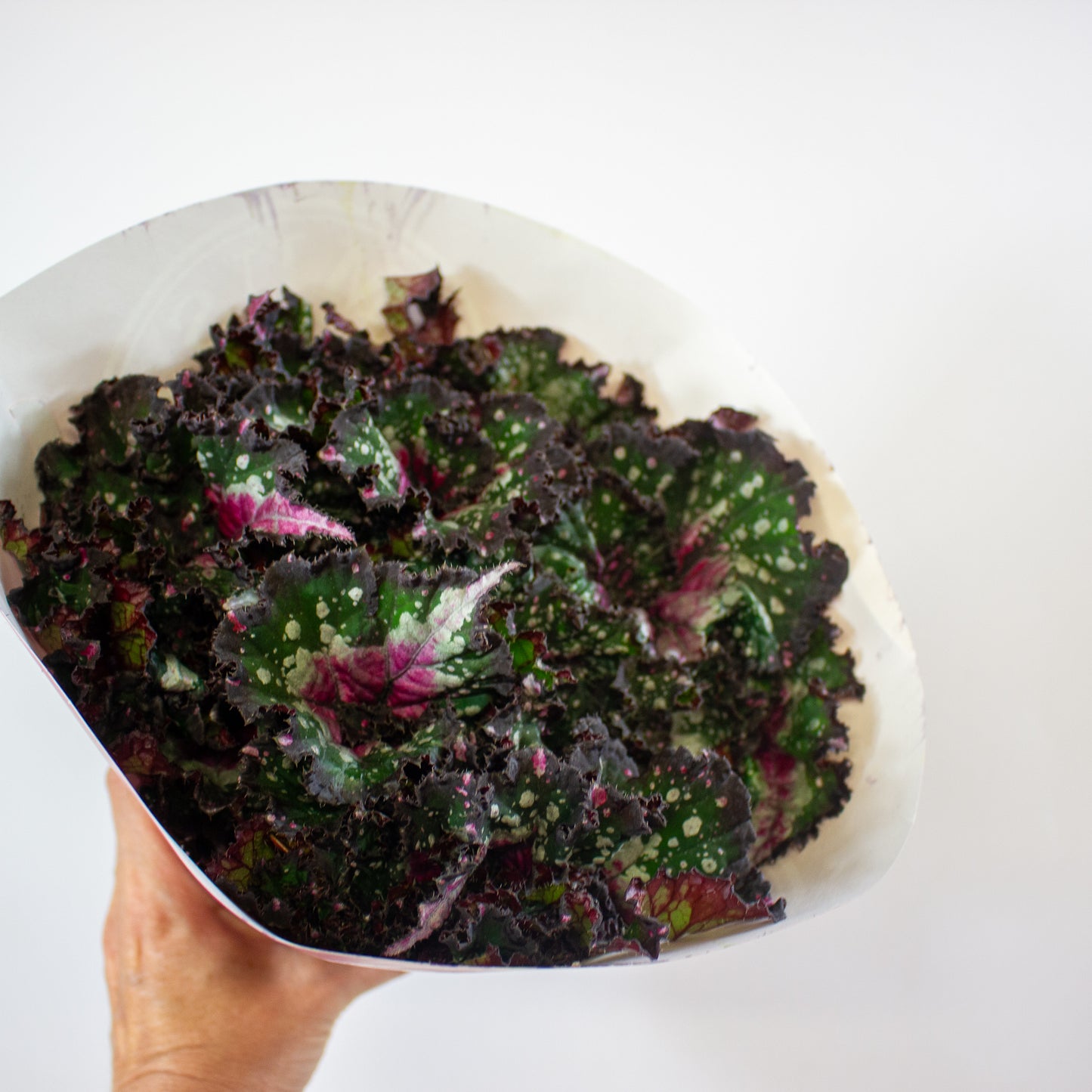 Begonia Rex Purple Blush 13cm H25cm