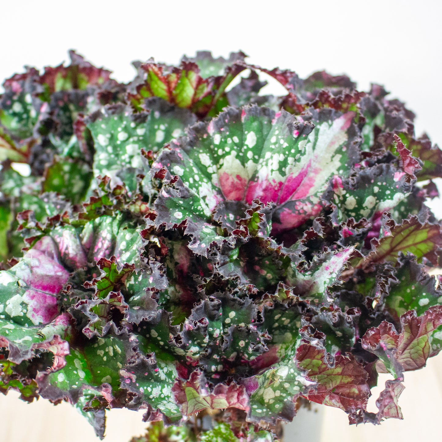 Begonia Rex Purple Blush 13cm H25cm