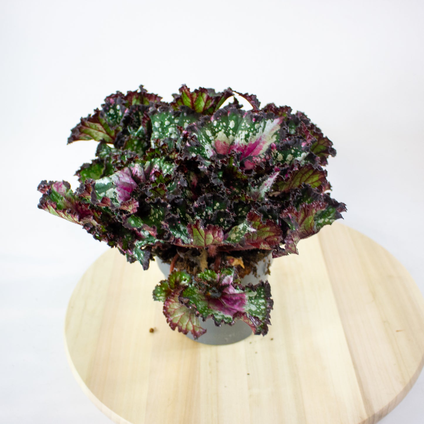 Begonia Rex Purple Blush 13cm H25cm