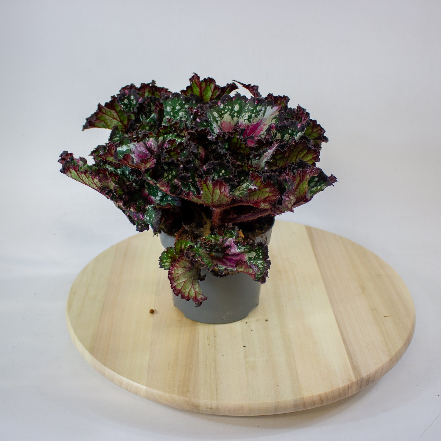 Begonia Rex Purple Blush 13cm H25cm