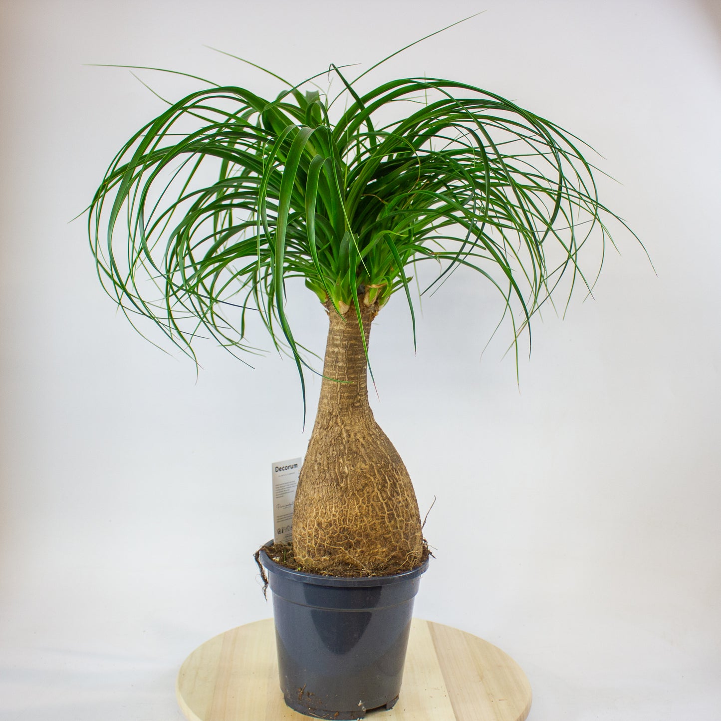 Beaucarnea Recurvata 17cm H60cm