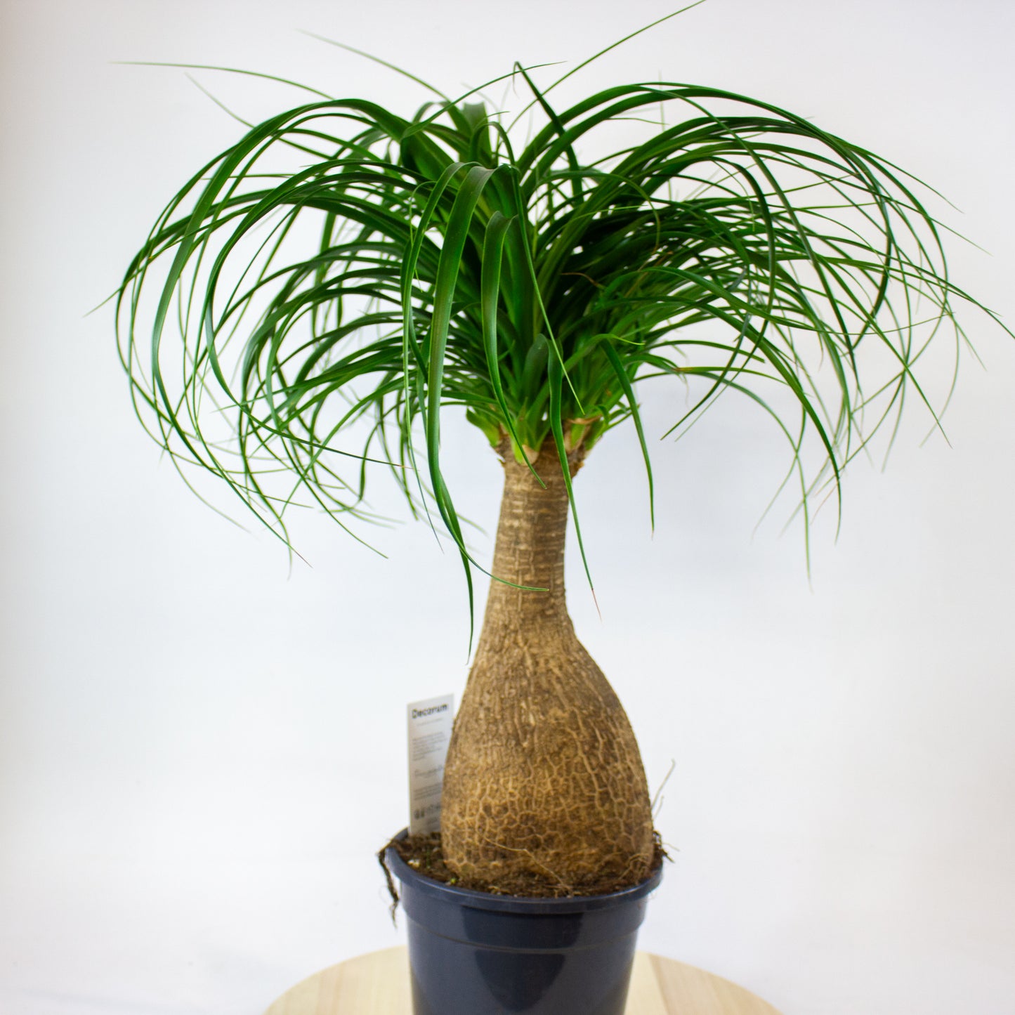Beaucarnea Recurvata 17cm H60cm