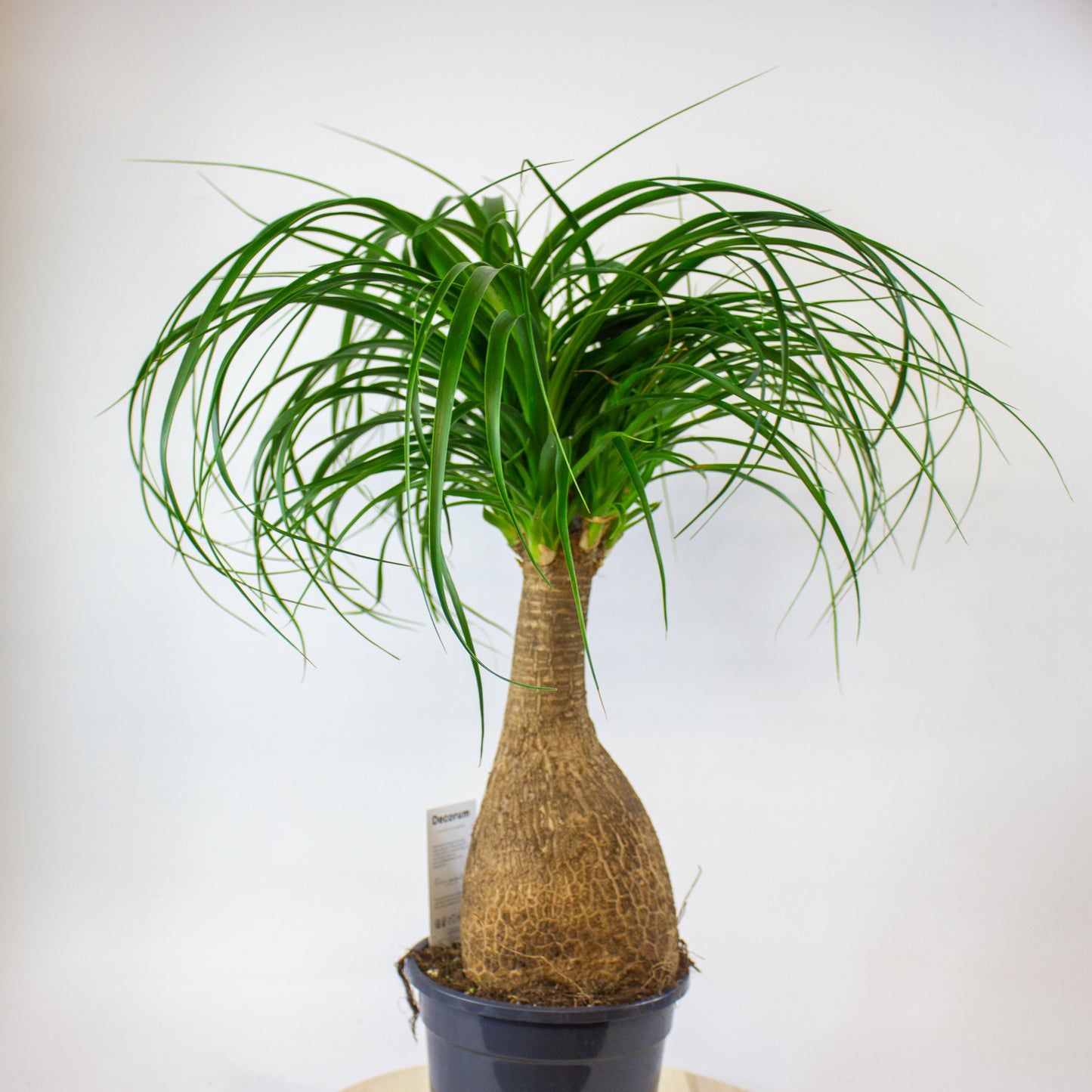 Beaucarnea Recurvata 17cm H60cm